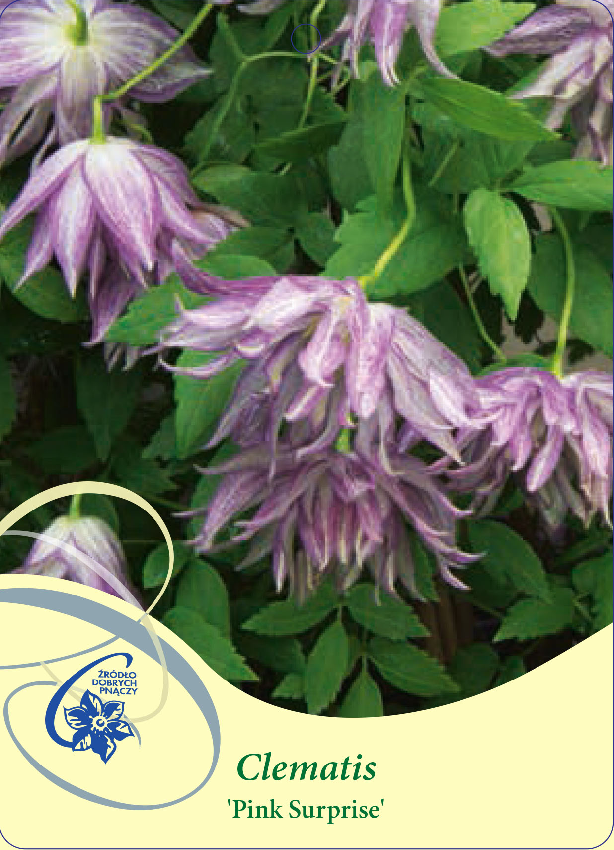 Клематис альпийский Пинк Сюрпрайз